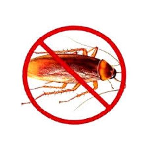Cockroach Control